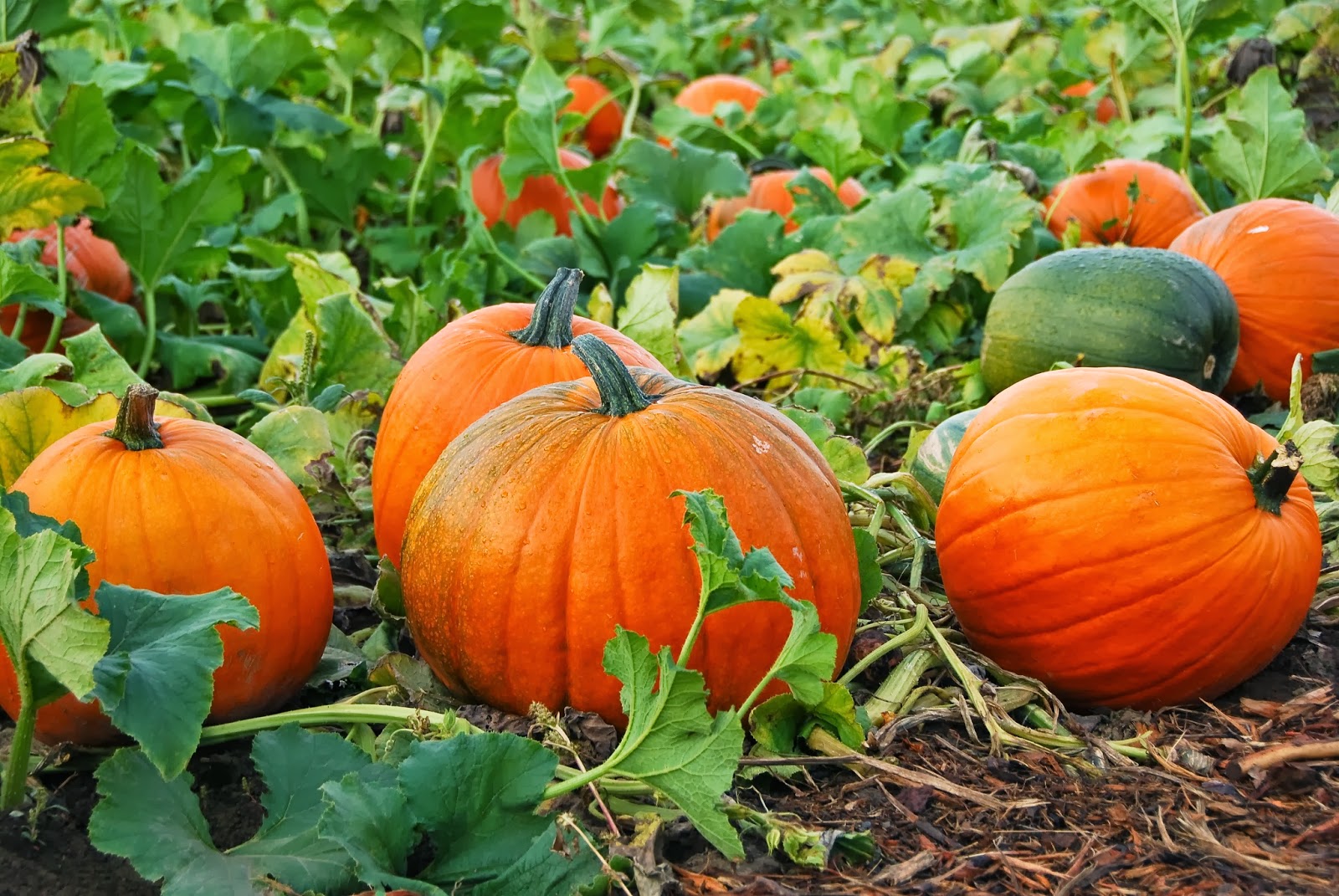 Growing-Perfect-Pumpkins